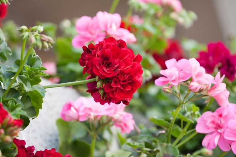 W drugiej połowie lata pelargonie potrzebują zastrzyku składników odżywczych.