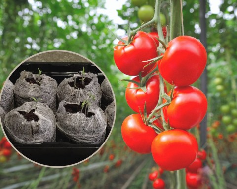 Rozsada pomidorów - jak przygotować ją krok po kroku? Zacznij już w marcu