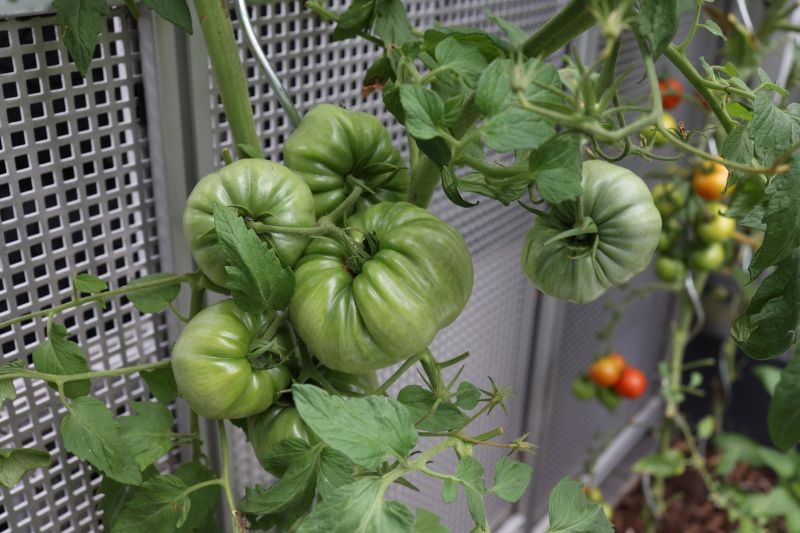 Pomidorów porażonych zarazą ziemniaczaną nie wolno jeść.