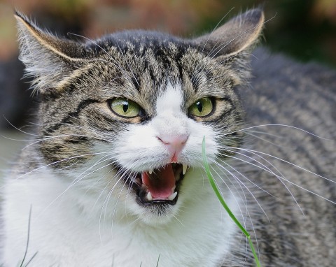 Tajemny język kota. Behawiorysta wyjaśnia, dlaczego koty czasem gryzą