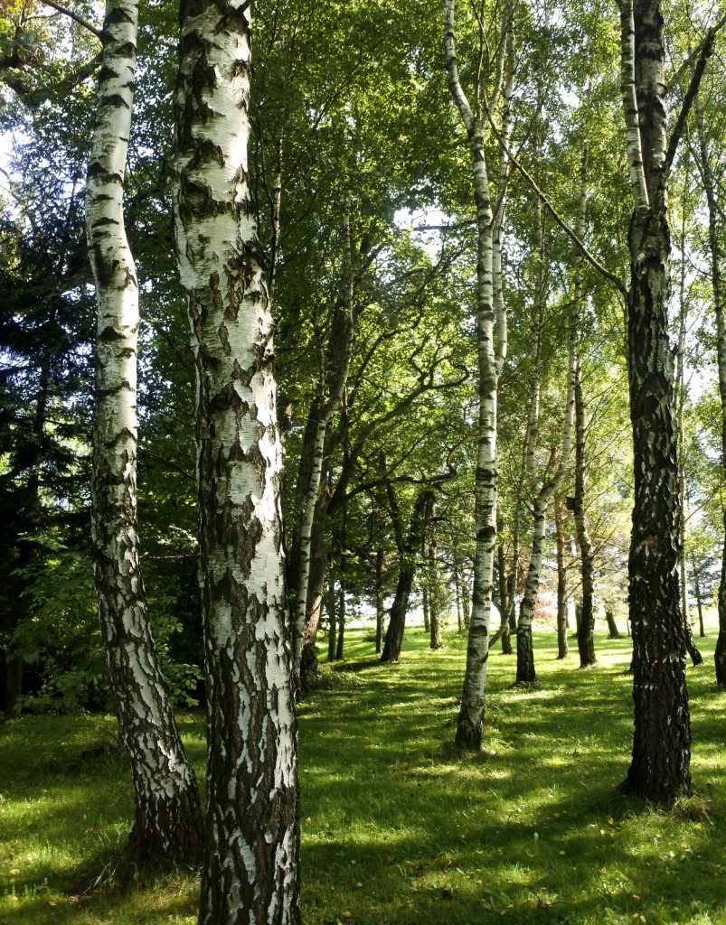 Leśne klimaty, Szybki wypad za miasto..