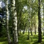 Leśne klimaty, Szybki wypad za miasto..