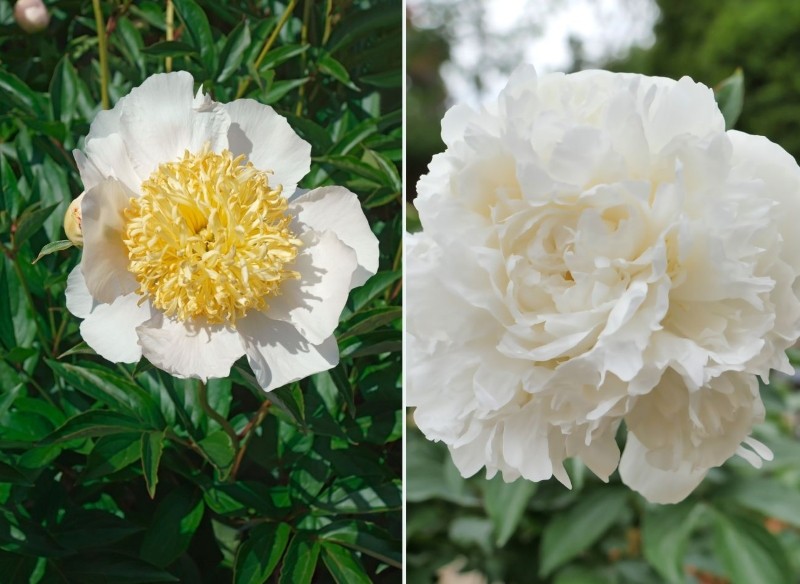 najpiękniejsze odmiany białej piwonii