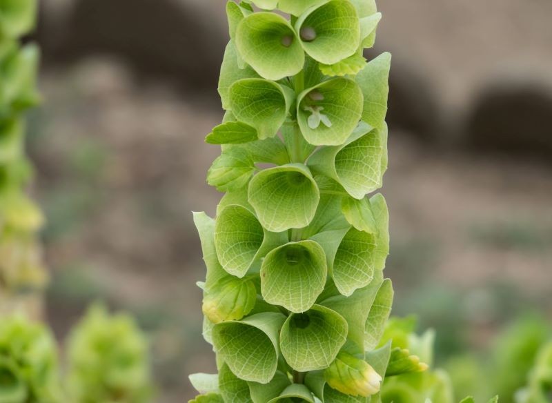 Dzwonki irlandzkie lubią umiarkowanie wilgotnaą glebę.