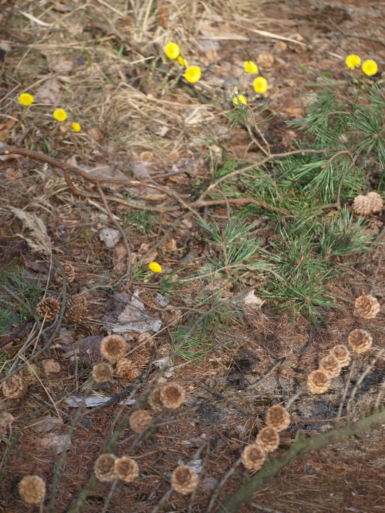 Leśne klimaty, Marcowy las