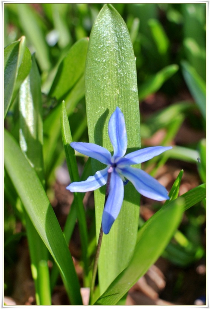 Rośliny, Biegiem po Ogrodzie Botanicznym..