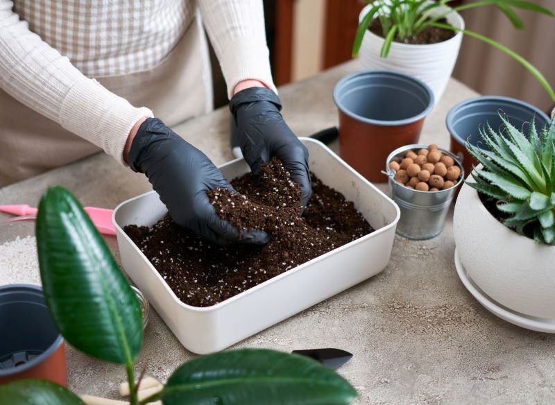 Podłoże typu bigos zawiera wyłącznie naturalne komponenty.