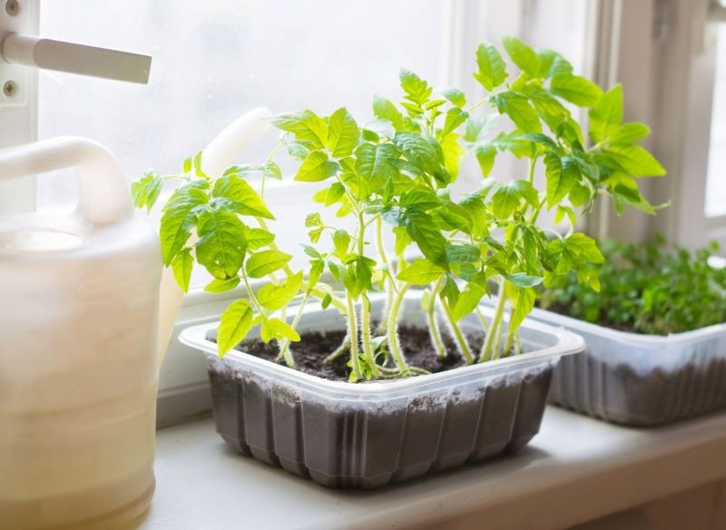 O rozsadę pomidorów trzeba odpowiednio zadbać.