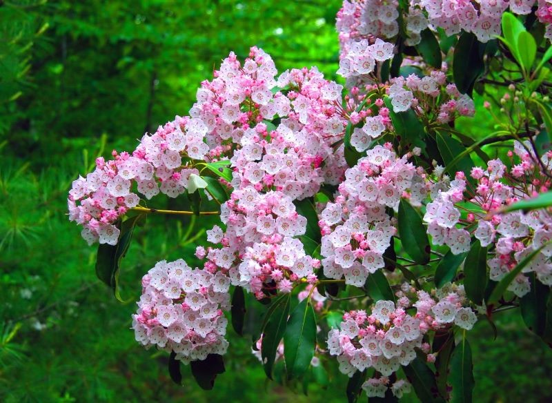 Kalmię szerokolistną wyściółkujmy np. kwaśnym torfem.
