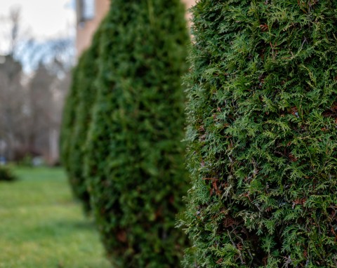 Tuje żółkną i marnieją w oczach? Wypróbuj spray z przepisu starego ogrodnika