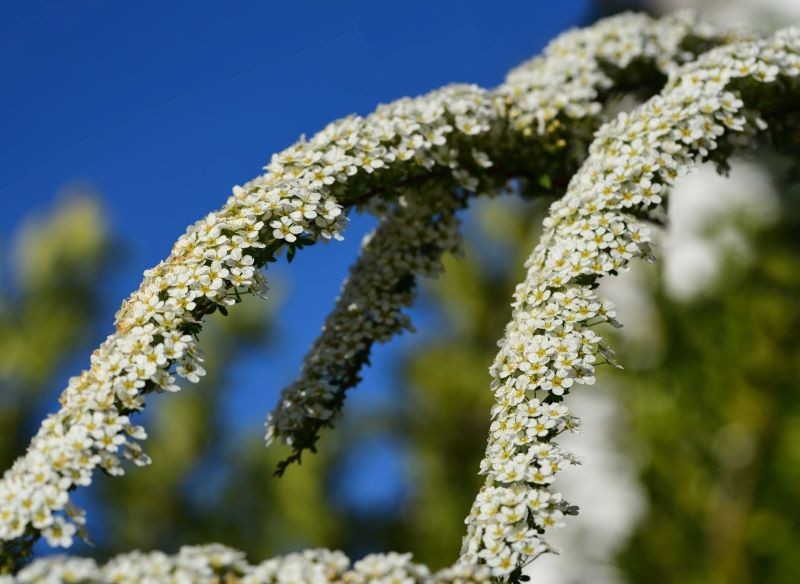 Tawułę wczesną przycinamy w czerwcu.