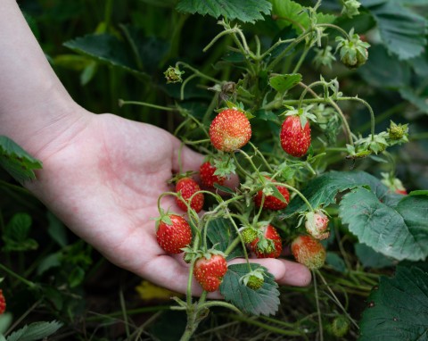 Obsyp truskawki dookoła. Działa jak naturalny nawóz i jest barierą na ślimaki