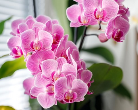 Rośliny rosną w niej jak szalone. Jak zrobić samonawadniającą doniczkę z butelki?