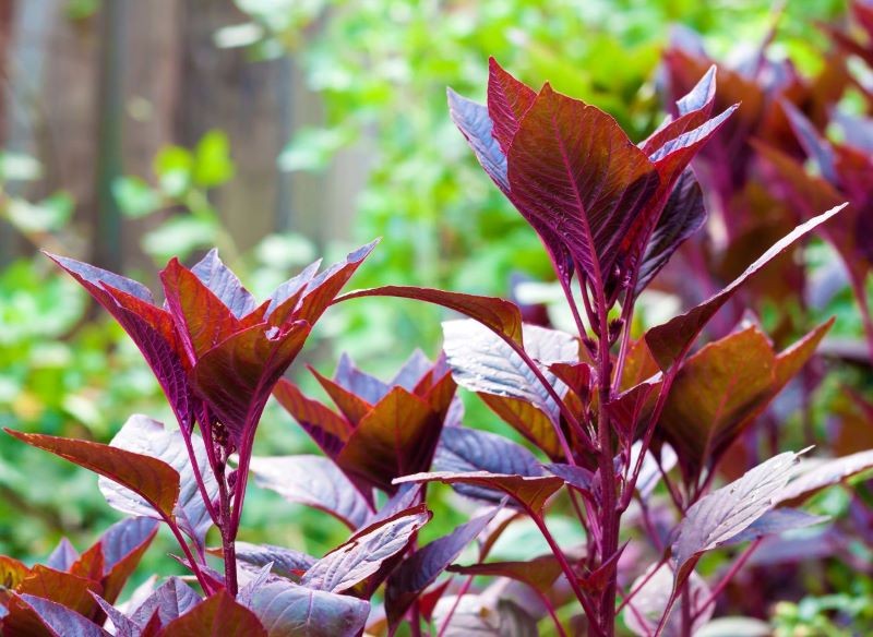 Nasiona i liście szarłatu wyniosłego są jadalne.