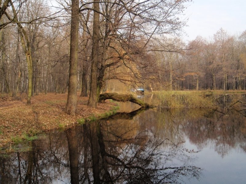 Rośliny, Cztery pory roku. - ....jesień przebogata....