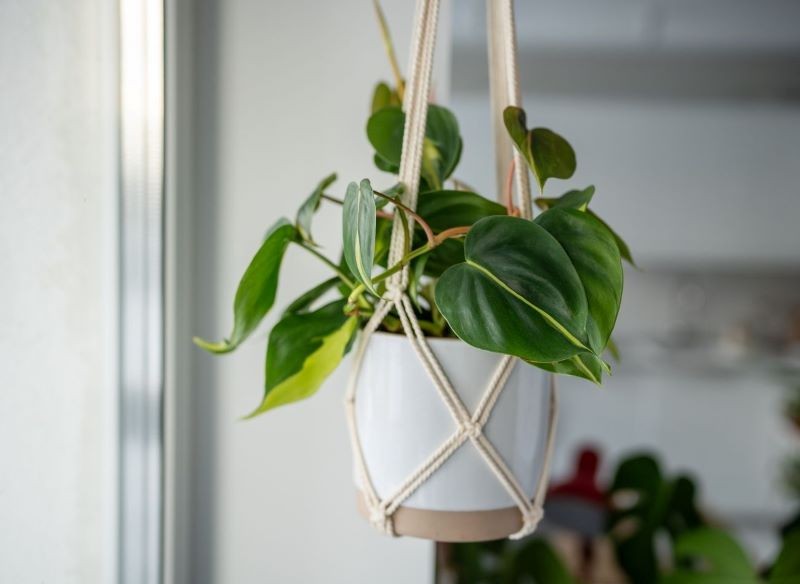 Filodendron występuje w wielu ciekawych gatunkach i odmianach.