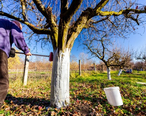 Czy w listopadzie można bielić drzewa owocowe? Prosty przepis na mleko wapienne do bielenia