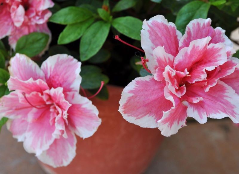 O azalię doniczkową trzeba dbać również wtedy, gdy jej kwiaty uschną. 