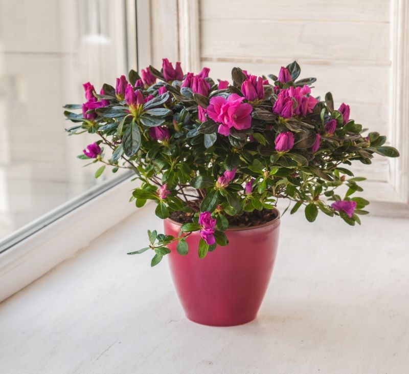 Azalia do kwitnienia wymaga jasnego stanowiska.