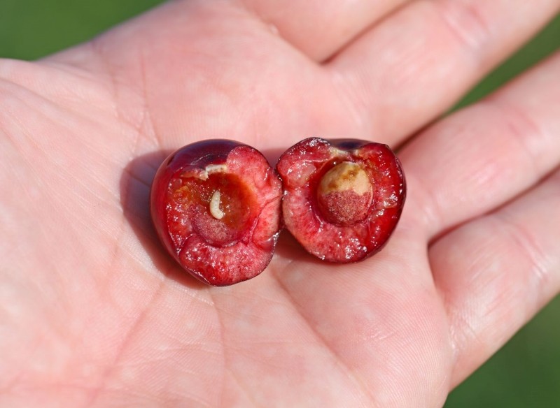 robaki w czereśniach i wiśniach