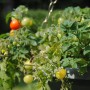 Pozostałe, U mnie wciąż....lato :) - pomidorki owocują po raz kolejny :)