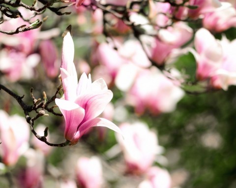 Magnolia pośrednia (Magnolia soulangeana)