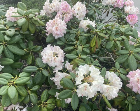 Jak uratować marniejącego rododendrona? Z podlewaniem i nawożeniem można przesadzić