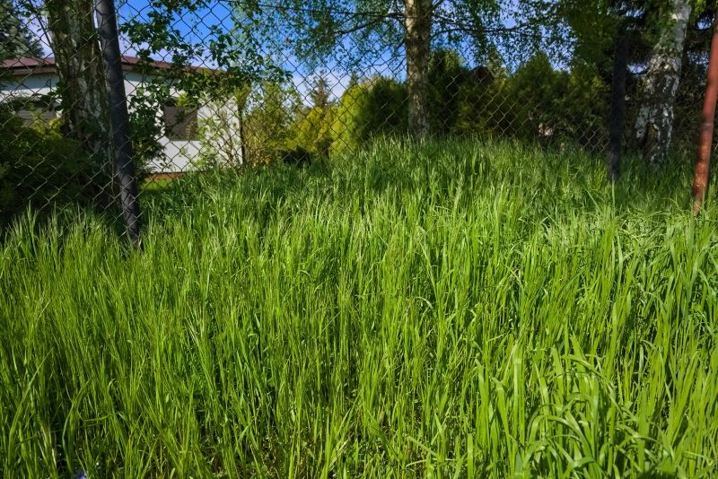 Jak pozbyć się grzybów z trawnika i sprawić, że się zagęści? Najważniejsza jest prawidłowa pielęgnacja murawy.
