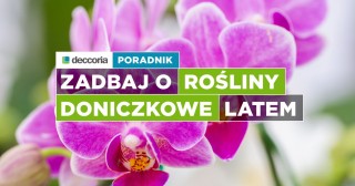Zadbaj o rośliny doniczkowe latem