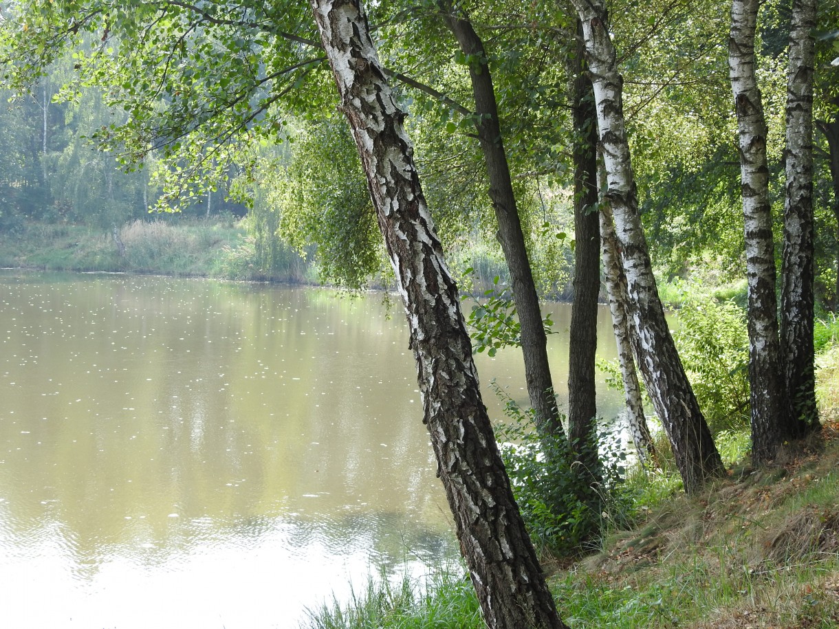 Leśne klimaty, ZWYKŁE I NIEZWYKŁE