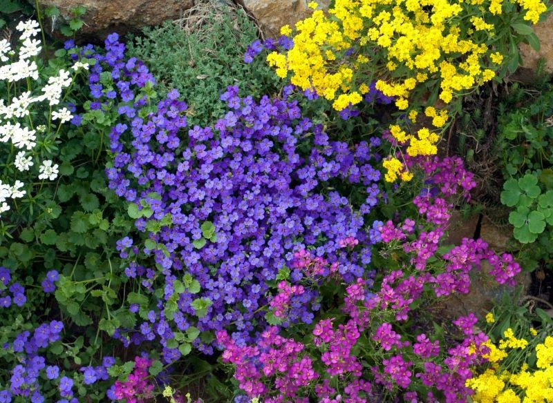 Rośliny okrywowe mogą być całoroczną ozdobą skalnego ogrodu.