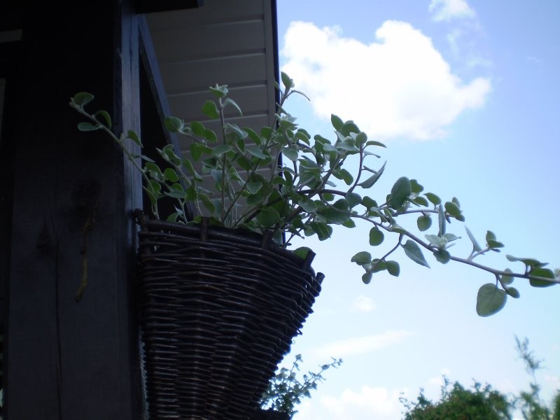 Balkon, Balkonowe i okienne dekoracje