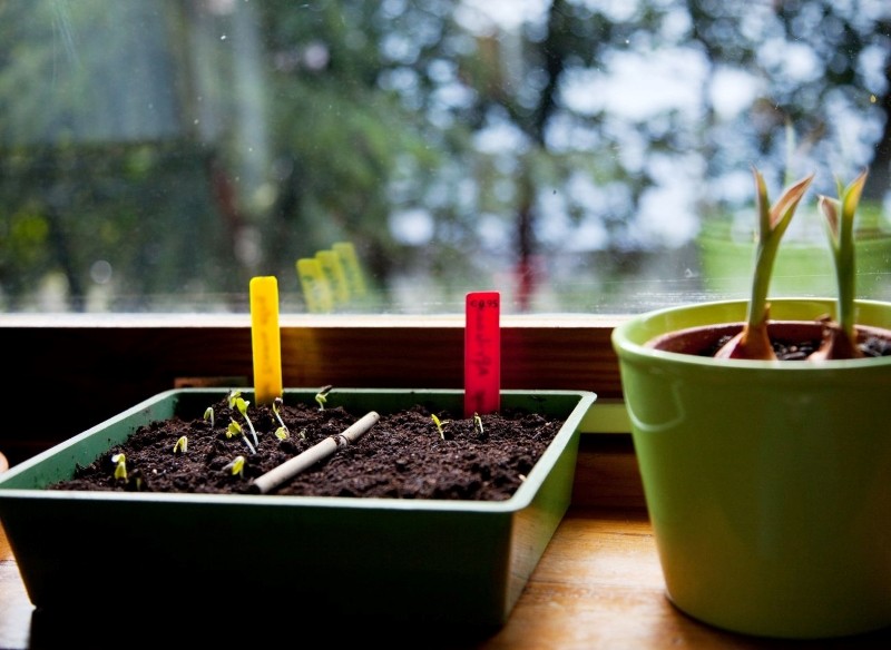jak wykorzystać stare nasiona