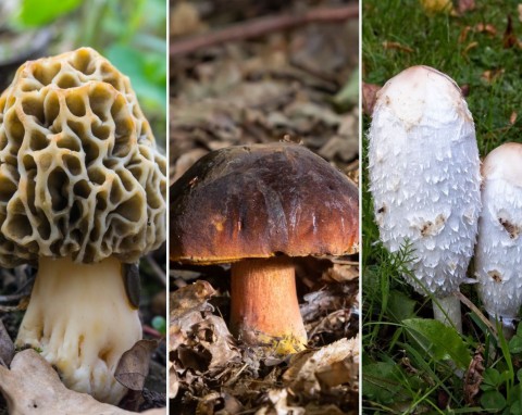 Grzybobranie na wiosnę. Jakie gatunki grzybów spotkasz już w lasach? Uwaga, nie pomyl z trujakami