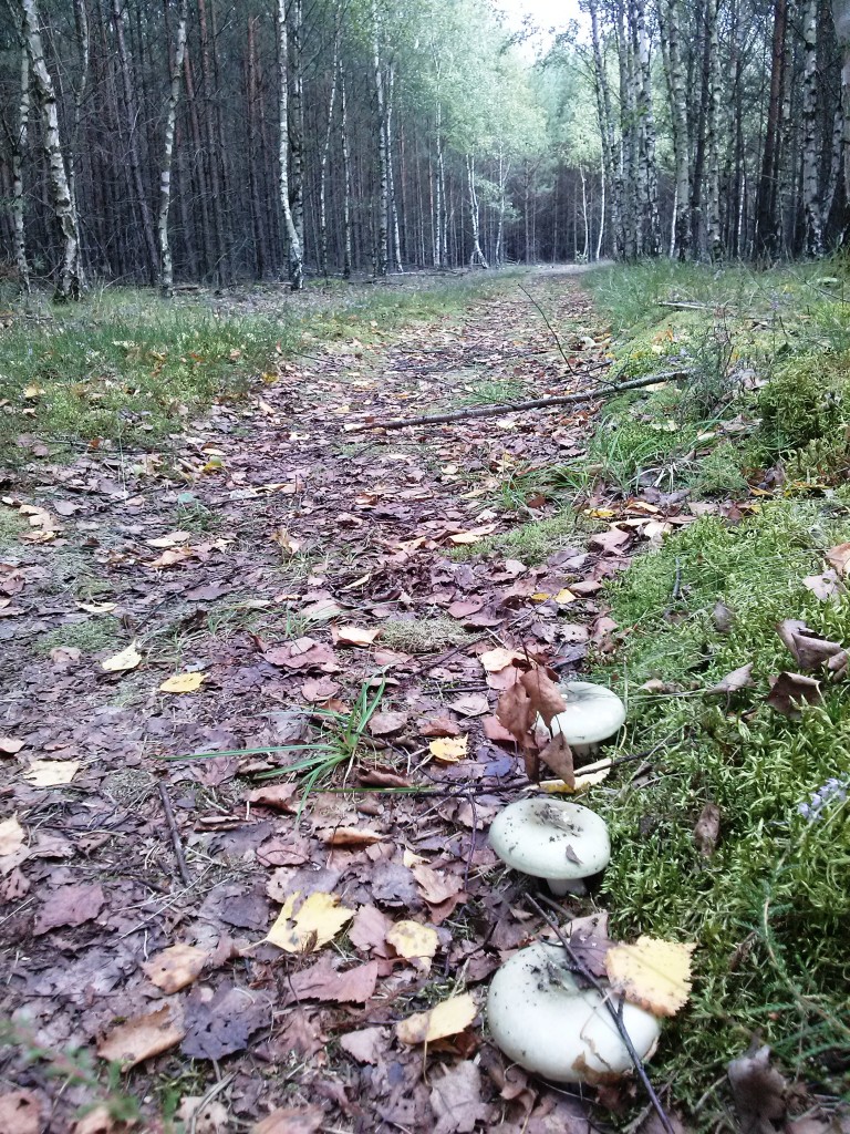 Pozostałe, Jeszcze trochę lata - ... i takie