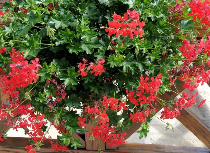 Pelargonia bluszczolistna jest piękna i niewymagająca.