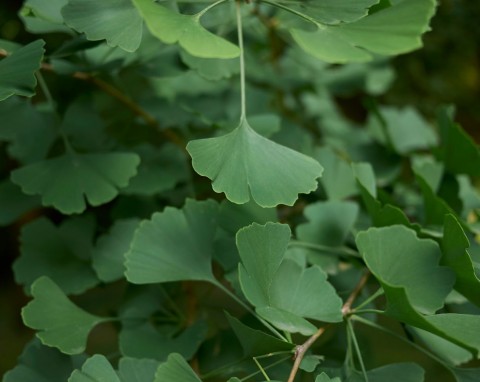 Miłorząb dwuklapowy (Ginkgo biloba)