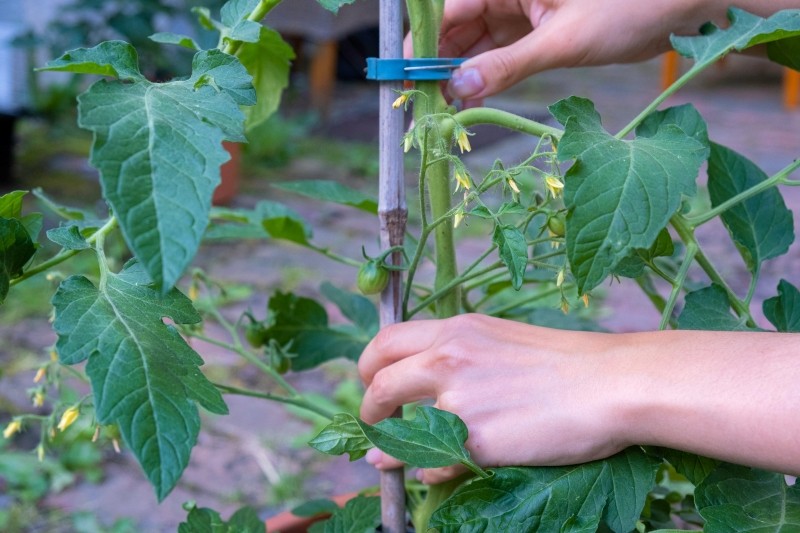 błędy podczas sadzenia pomidorów