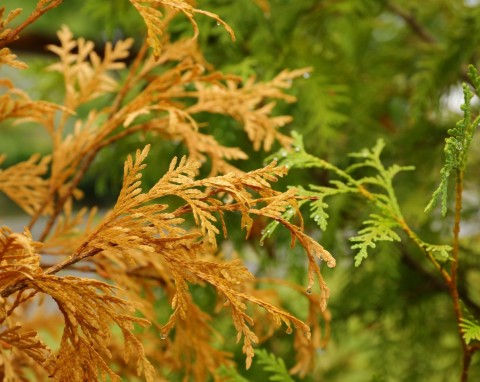 Ochrona iglaków przed suszą fizjologiczną i oparzelinami słonecznymi. Praktyczny poradnik
