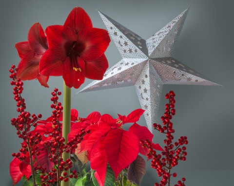 Nie tylko gwiazda betlejemska. Oto najpiękniejsze rośliny doniczkowe na Boże Narodzenie