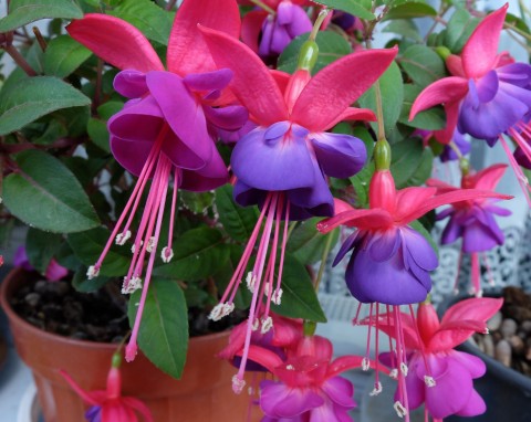 W lutym zacznij przesadzanie fuksji. Cudnie zakwitnie, a choroby będą się trzymać z daleka