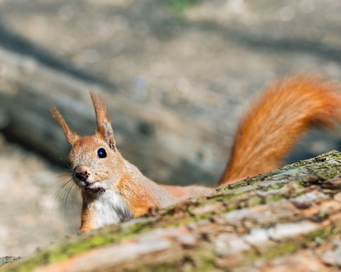 Z czego wiewiórki lubią budować gniazda? Prosta konstrukcja przyciągnie je go ogrodu