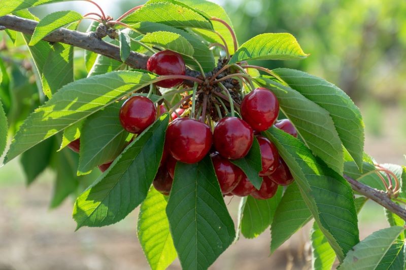 Przycinając czereśnię zimą, możemy liczyć na jej lepsze owocowanie.