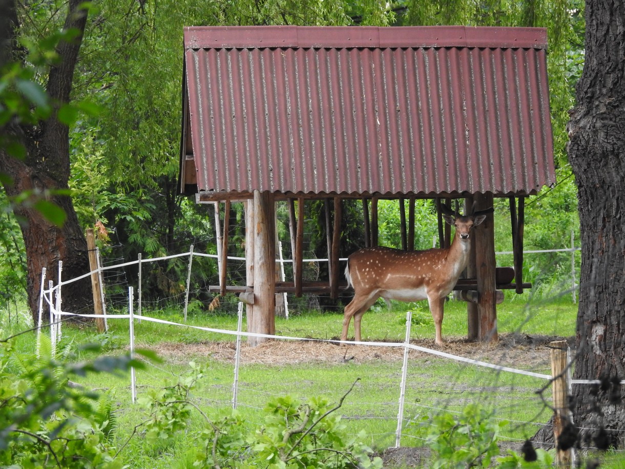 Leśne klimaty, Tak się w lesie dzień zaczyna...