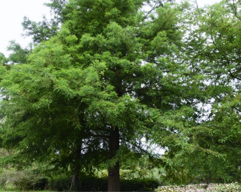 Metasekwoja chińska (Metasequoia glyptostroboides)