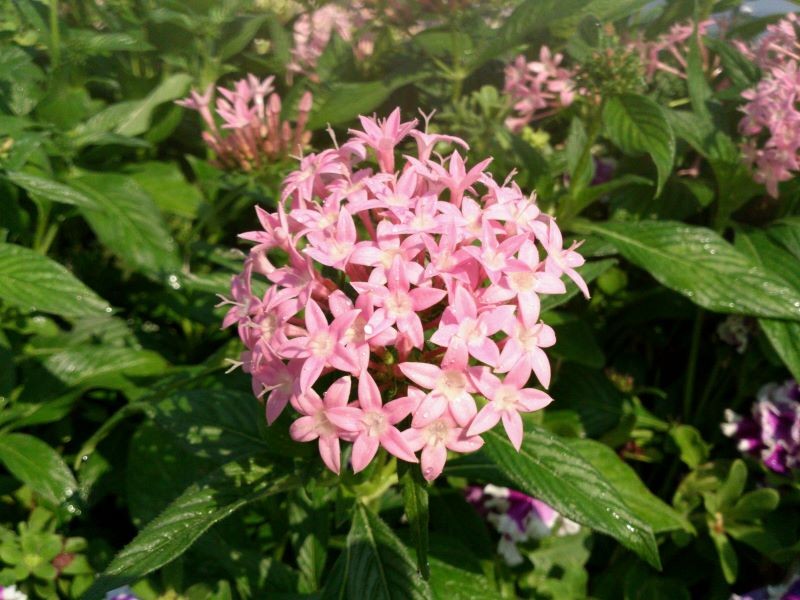 Słoneczne stanowisko to ważny aspekt uprawy piątaka lancetowatego.