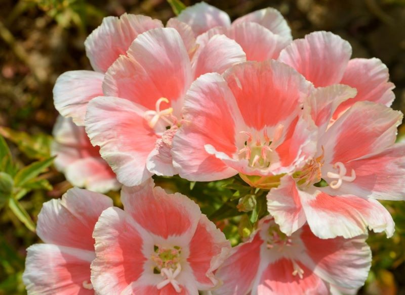 Niektóre odmiany godecji kwitną na łososiowo.