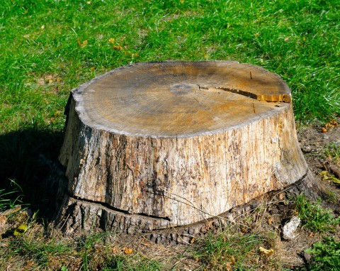 Bez wynajmowania koparki i żmudnego karczowania. Sprytna sztuczka na usunięcie pnia drzewa