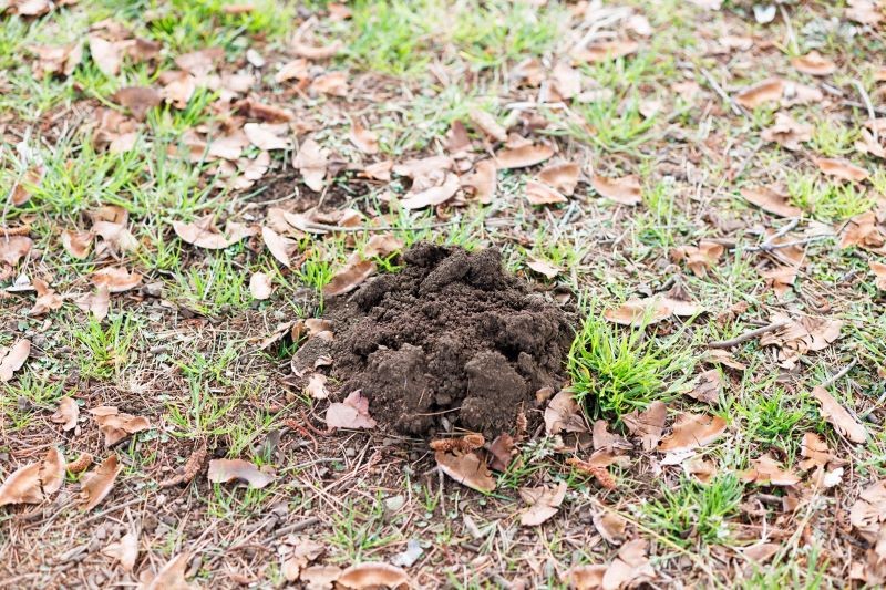 Kret nie zapada w sen zimowy. O tej porze nadal żeruje, ale głębiej w ziemi.