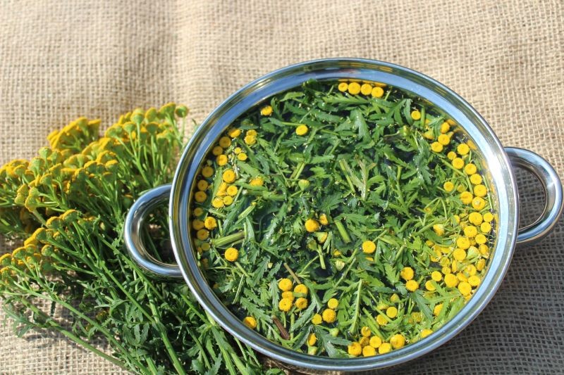 Gnojówka z wrotyczu pomaga zwalczyć szkodniki glebowe.